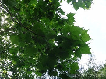 Leaf canopy